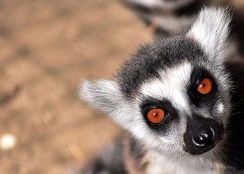Lemurlar Hayvan Parkının ilgi odağı oldu