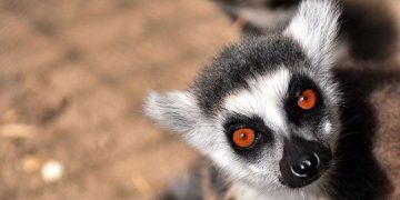 Lemurlar Hayvan Parkının ilgi odağı oldu