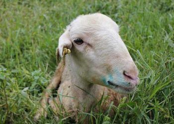 Mavi Dil Hastalığıyla Mücadele Kriterleri Belirlendi