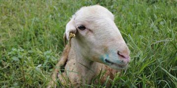 Mavi Dil Hastalığıyla Mücadele Kriterleri Belirlendi