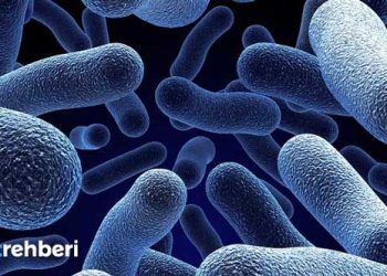 Mikotoksinlerin ineklerde Dölverimi ve Meme Sağlığı Açısından Önemi