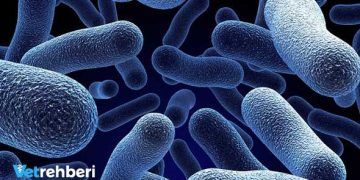 Mikotoksinlerin ineklerde Dölverimi ve Meme Sağlığı Açısından Önemi