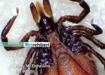 Parazitler ve Evcil Hayvanlar: Veteriner Hemşirelik Kılavuzu