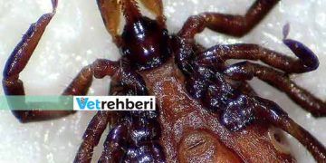 Parazitler ve Evcil Hayvanlar: Veteriner Hemşirelik Kılavuzu