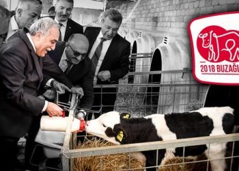 Yetiştiricilerimize 1.2 milyar liralık buzağı desteği