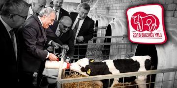 Yetiştiricilerimize 1.2 milyar liralık buzağı desteği