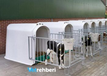 Buzağı Barınaklarının Önemi