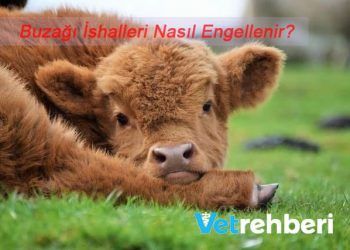 Buzağı İshalleri Nasıl Engellenir