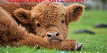 Buzağı İshalleri Nasıl Engellenir