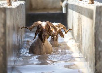 Elit koyunlara 'yaz banyosu'