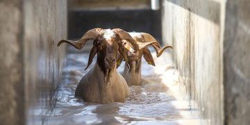 Elit koyunlara 'yaz banyosu'