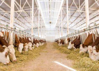 Hayvan İşletmenize Küçük Dokunuşlar Yaparak Profesyonelliğe Ulaşın