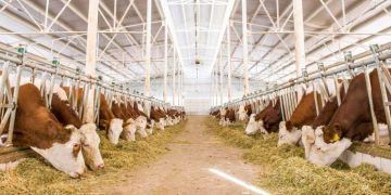 Hayvan İşletmenize Küçük Dokunuşlar Yaparak Profesyonelliğe Ulaşın