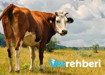 İki Üçgen Bir Dörtgen