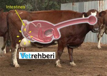 inekler Sütleri Nasıl Yapar?