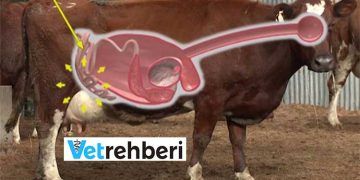 inekler Sütleri Nasıl Yapar?