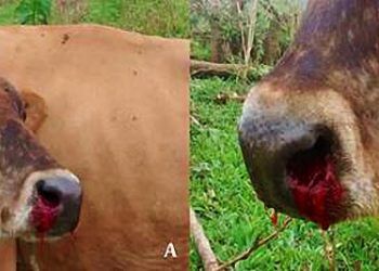 İneklerde Burun Kanaması