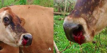 İneklerde Burun Kanaması