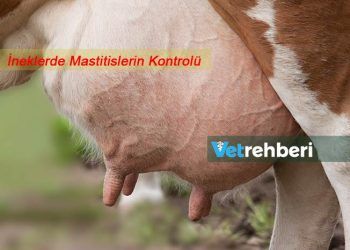ineklerde Mastitislerin Kontrolü İçin 7 Nokta Programı