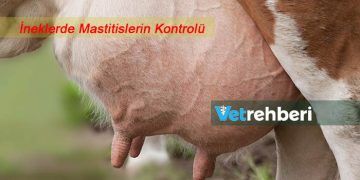 ineklerde Mastitislerin Kontrolü İçin 7 Nokta Programı
