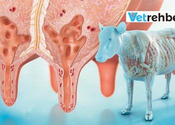 ineklerde Mastitisten Korunma