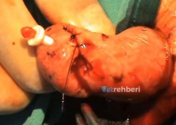 ineklerde Meme Operasyonları Sırasında Dikkat Edilecek Önemli Noktalar