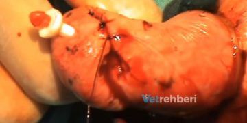 ineklerde Meme Operasyonları Sırasında Dikkat Edilecek Önemli Noktalar