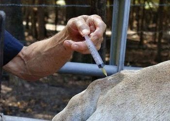 İneklerde Meme Operasyonlarında Kullanılan Anestezi Çeşitleri