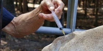 İneklerde Meme Operasyonlarında Kullanılan Anestezi Çeşitleri