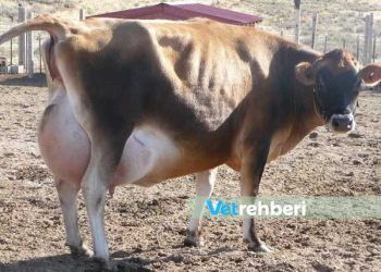 ineklerde Meme Ödemi