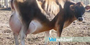 ineklerde Meme Ödemi