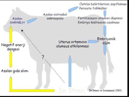 ineklerde sıcaklık stresinin etkilerinin vücut mekanizması