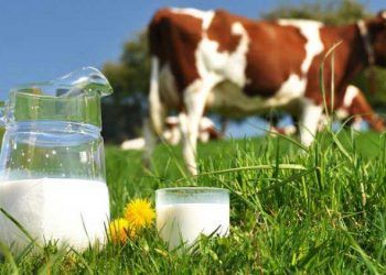 İneklerin Süt Yağı Düşüklüğü