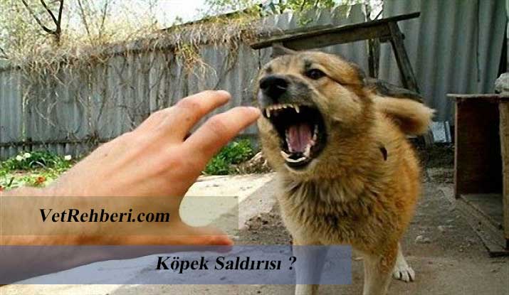 Köpek Saldırısı Sırasında Yapmanız ve Yapmamanız Gereken 7 Şey