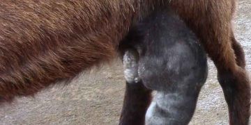 Keçilerde mastitis tedavisi