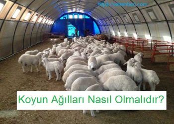 Koyun Ağılları Nasıl Olmalıdır?