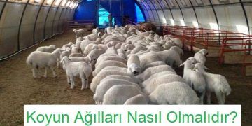 Koyun Ağılları Nasıl Olmalıdır?