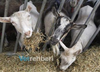 Koyun Keçi barınakları