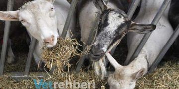 Koyun Keçi barınakları