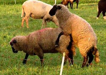 Koyunculukta Koç Katım Yöntemleri