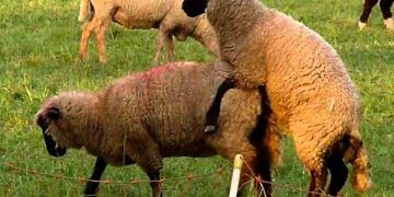 Koyunculukta Koç Katım Yöntemleri