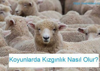 Koyunlarda Kızgınlık Nasıl Olur?
