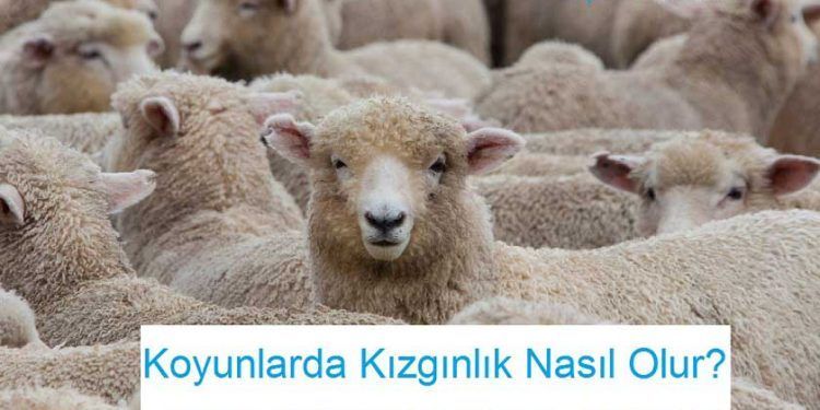 Koyunlarda Kızgınlık Nasıl Olur?