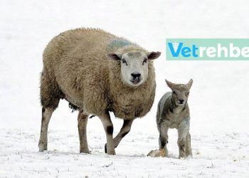 Koyunlarda Kış Bakımı ve Beslemesi