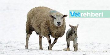 Koyunlarda Kış Bakımı ve Beslemesi