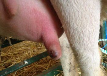 Koyunlarda mastitis tedavisi