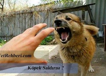 Köpek Saldırısı Sırasında Yapmanız ve Yapmamanız Gereken 7 Şey
