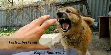 Köpek Saldırısı Sırasında Yapmanız ve Yapmamanız Gereken 7 Şey