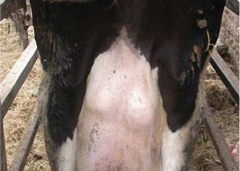 Mikoplazma kaynaklı mastitisin özellikleri