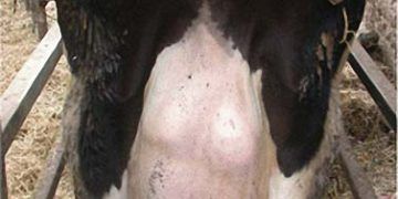 Mikoplazma kaynaklı mastitisin özellikleri